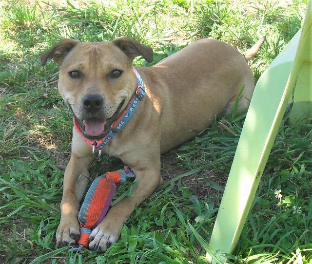 Enlarge Gracie, a Adoptable mixed breed in Fort Mill, SC image 1/6