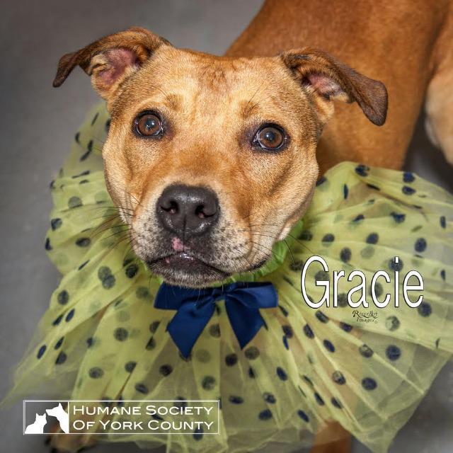 Gracie, a Adoptable mixed breed in Fort Mill, SC image 3/6