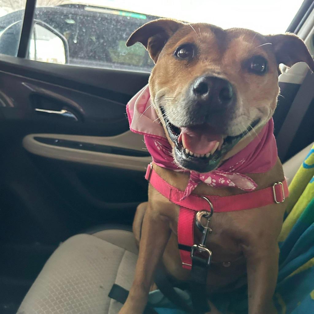 Gracie, a Adoptable mixed breed in Fort Mill, SC image 4/6