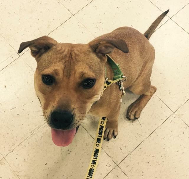 Enlarge Gracie, a Adoptable mixed breed in Fort Mill, SC image 4/6