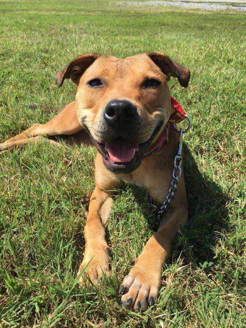 Enlarge Gracie, a Adoptable mixed breed in Fort Mill, SC image 5/6