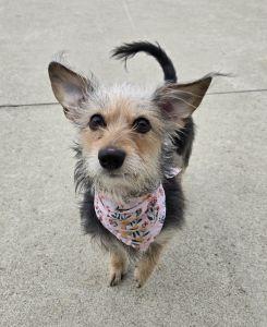 Mae, adopted, Adult Female Dachshund & Yorkshire Terrier.