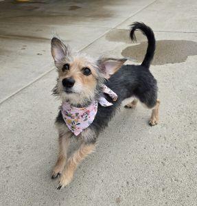 Enlarge Mae, an adopted mixed breed in Bucyrus, OH image 2/5