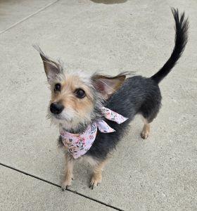 Enlarge Mae, an adopted mixed breed in Bucyrus, OH image 3/5