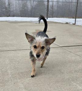 Enlarge Mae, an adopted mixed breed in Bucyrus, OH image 4/5