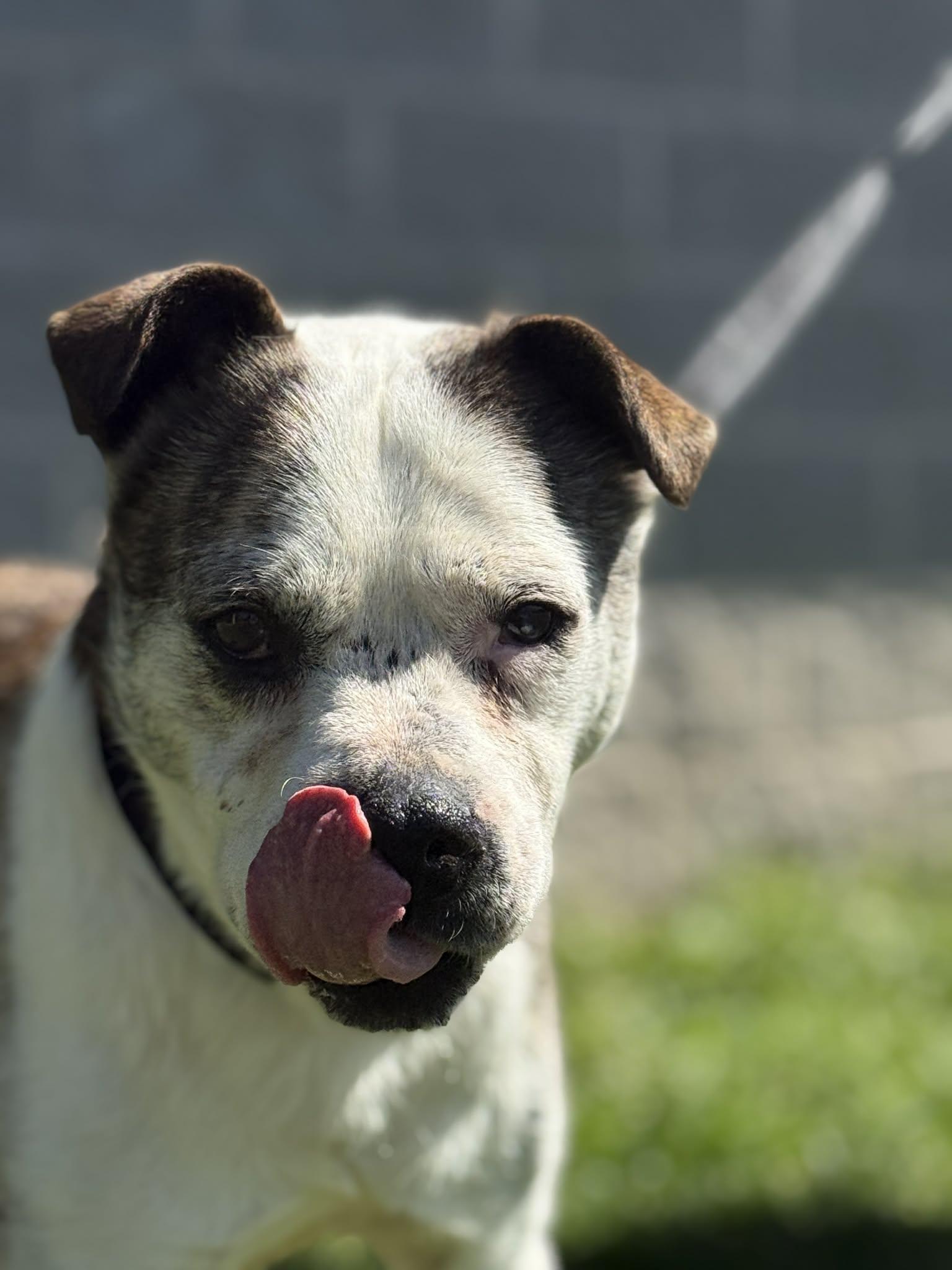 Enlarge Petey, a Adoptable mixed breed in Fayetteville, WV image 1/5