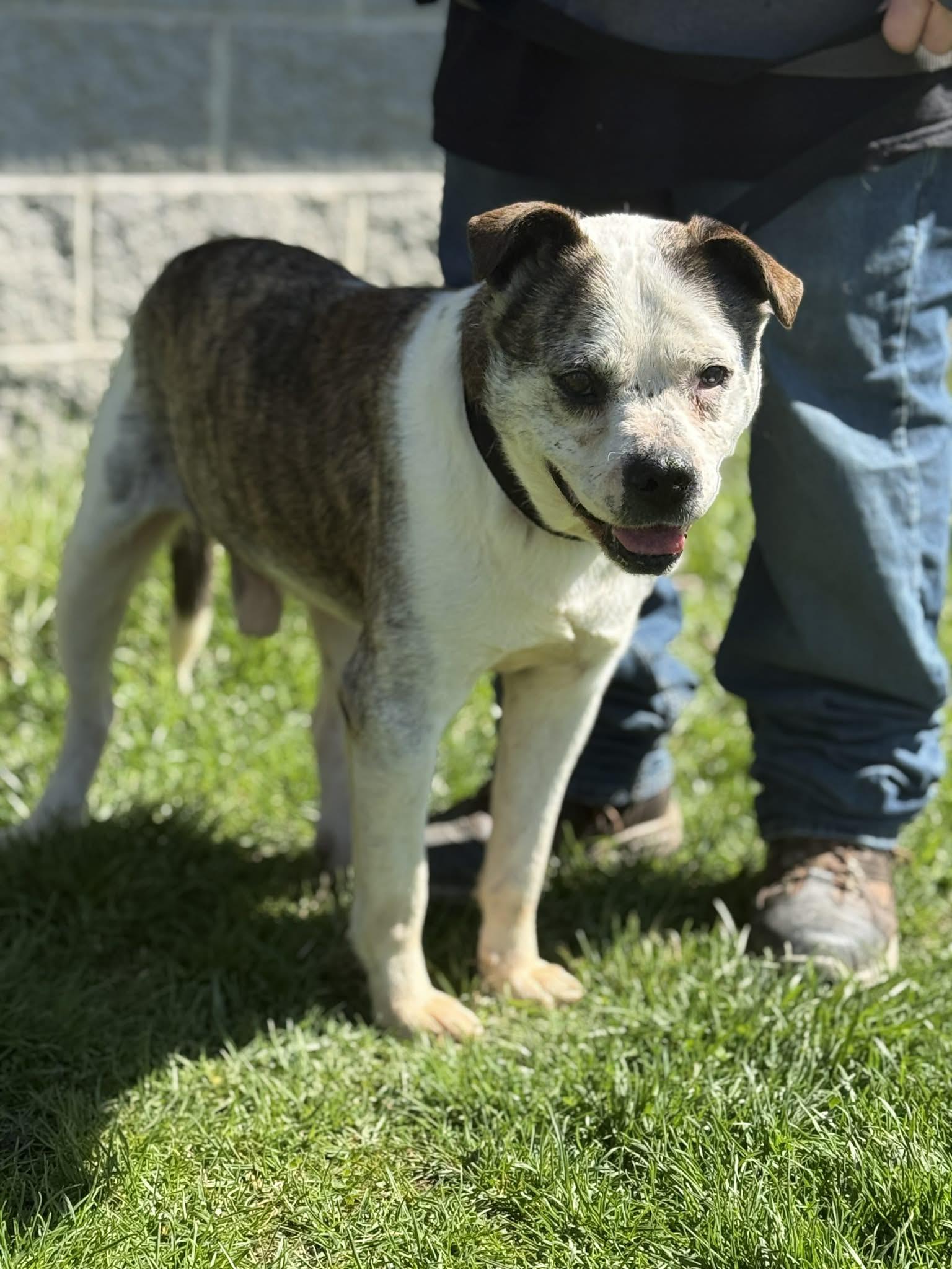 Enlarge Petey, a Adoptable mixed breed in Fayetteville, WV image 3/5
