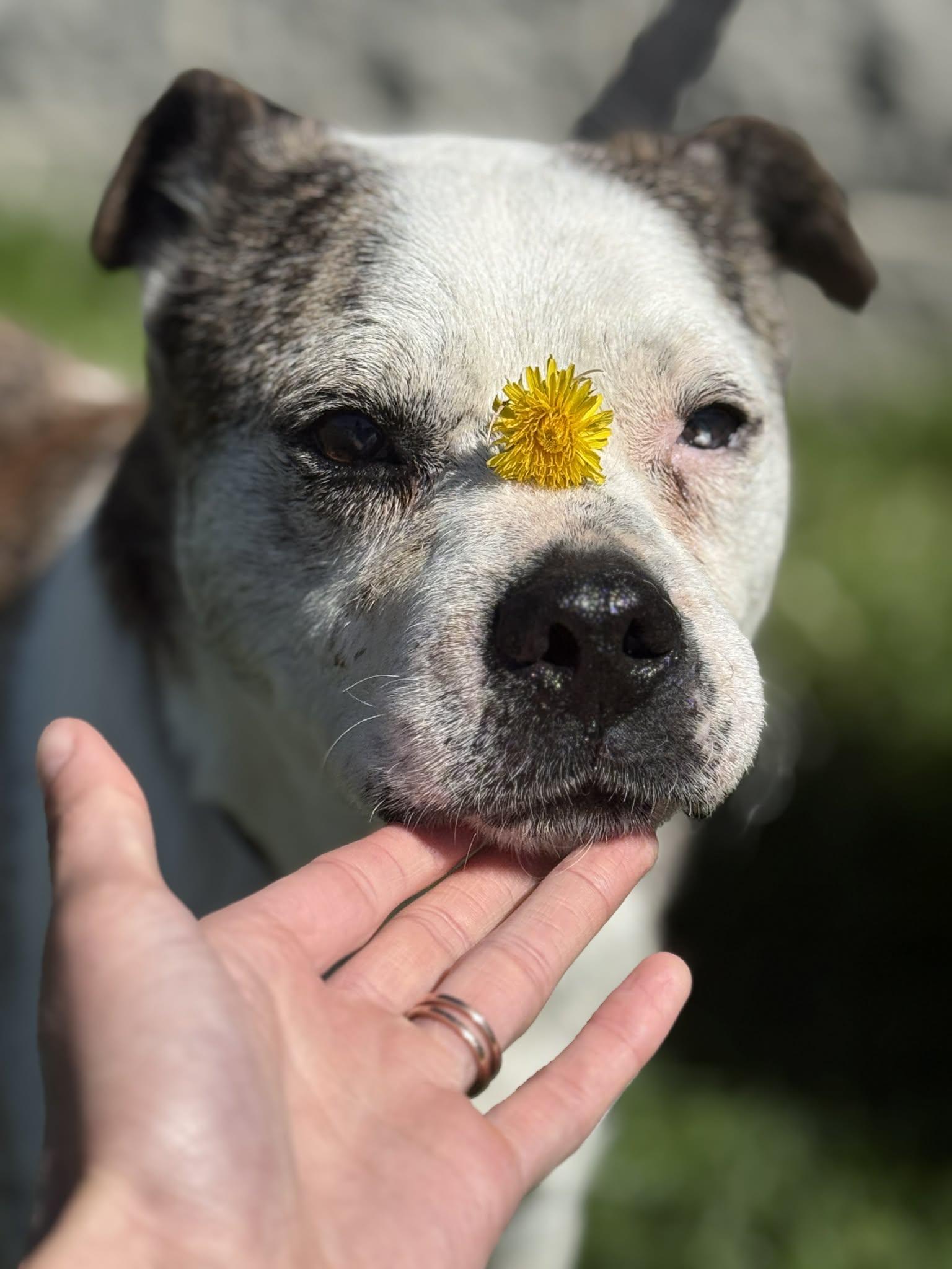 Enlarge Petey, a Adoptable mixed breed in Fayetteville, WV image 4/5