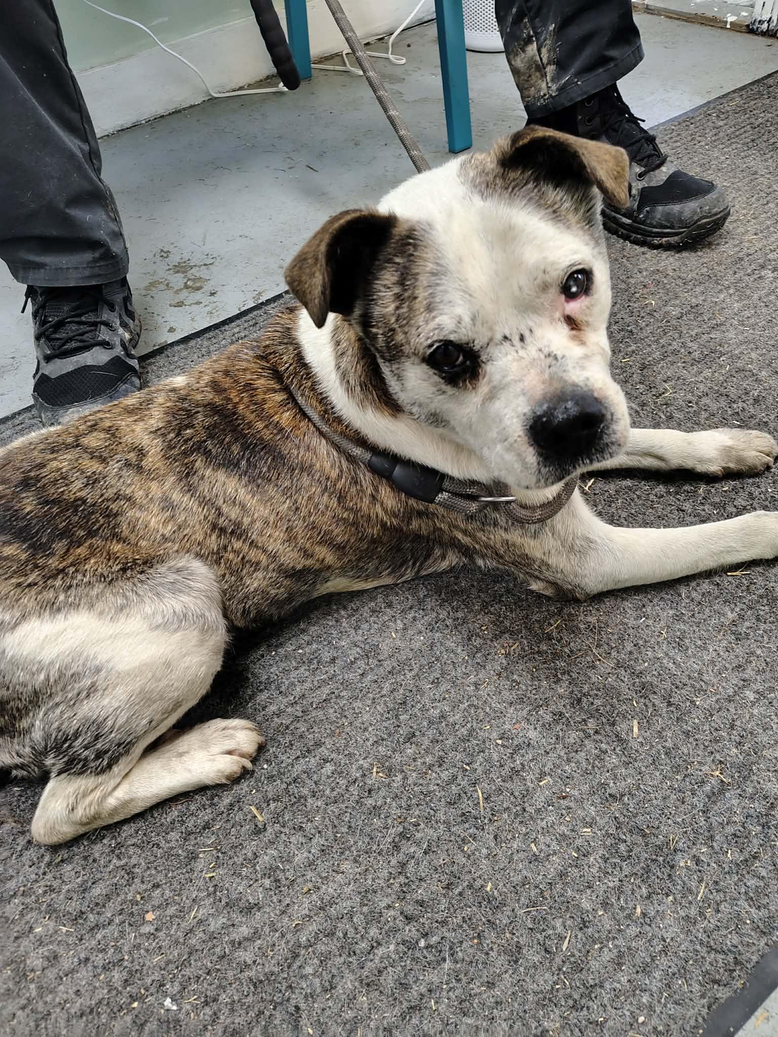 Enlarge Petey, a Adoptable mixed breed in Fayetteville, WV image 5/5