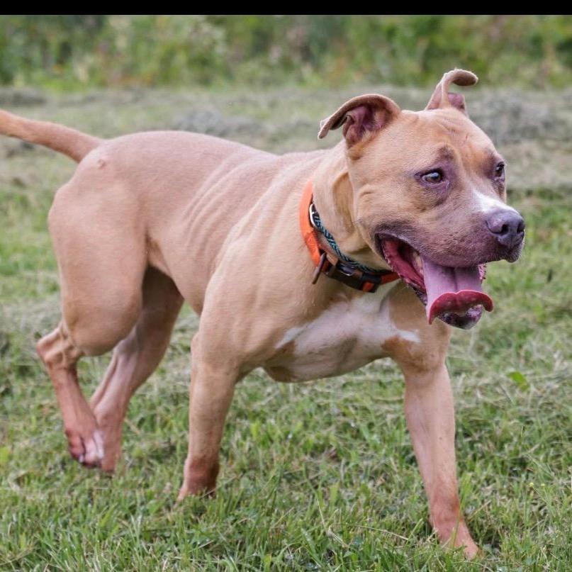 Enlarge Levee, a Adoptable Pit Bull Terrier in Mount Laurel, NJ image 1/1