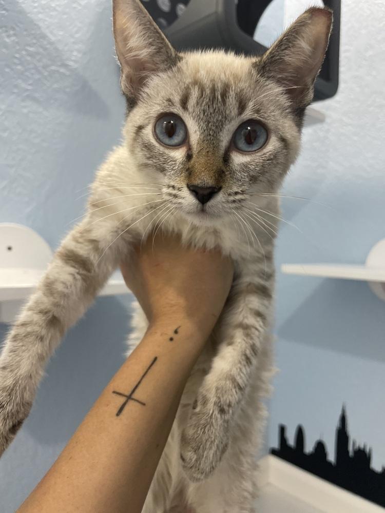 Cloud, a Adoptable Domestic Short Hair image 2/2