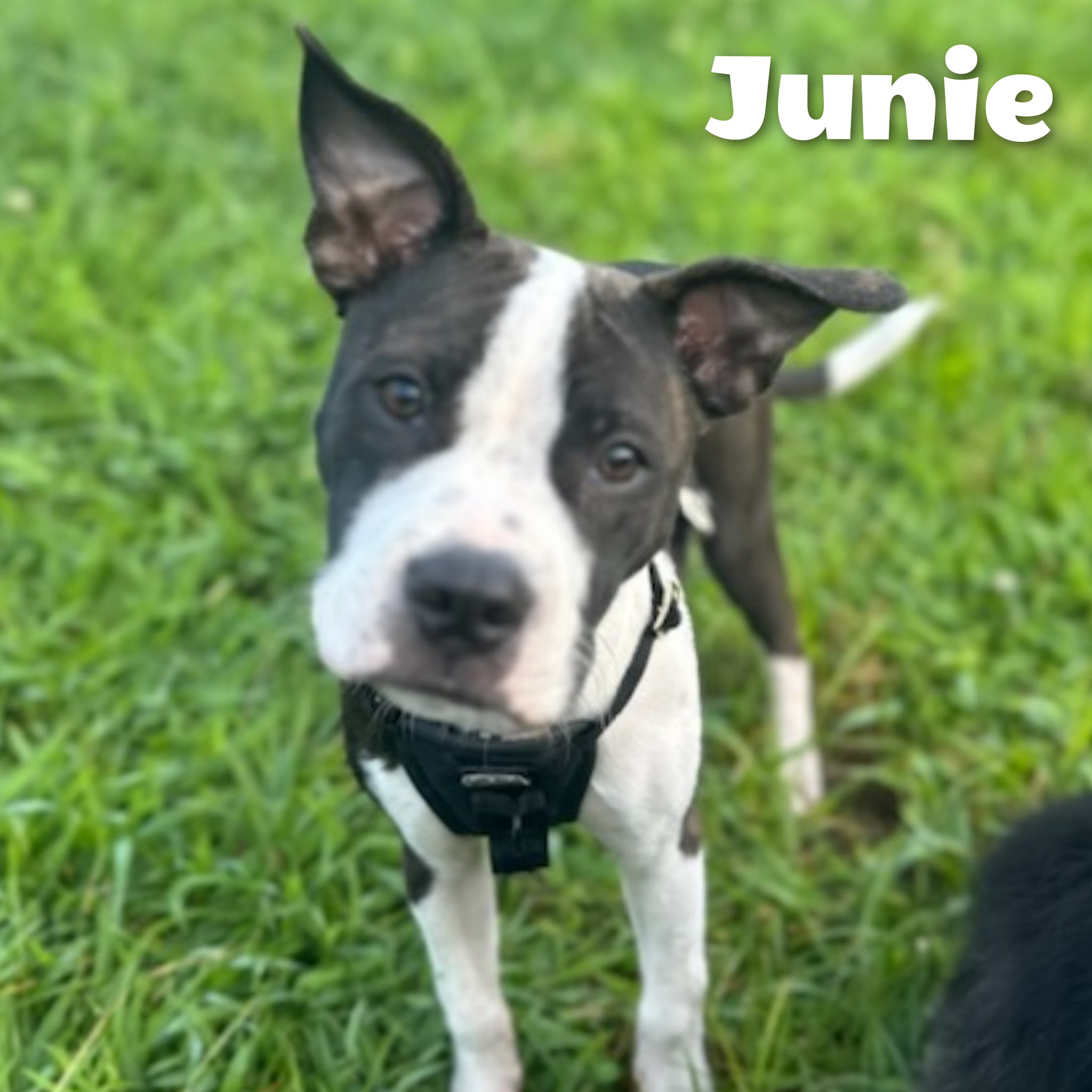 Enlarge Junie, a Adopted Pit Bull Terrier in Bayside, NY image 1/5
