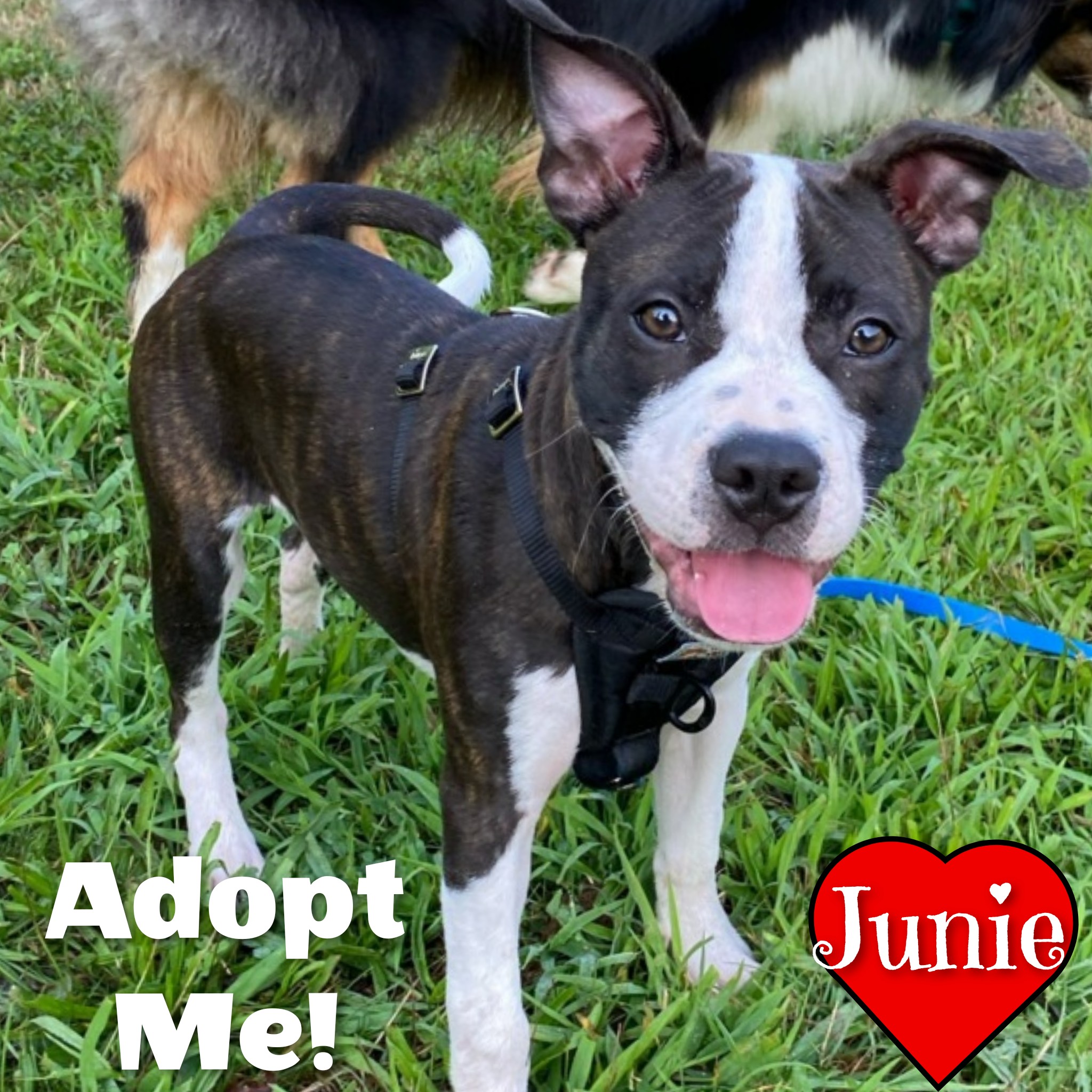 Enlarge Junie, a Adopted Pit Bull Terrier in Bayside, NY image 2/5