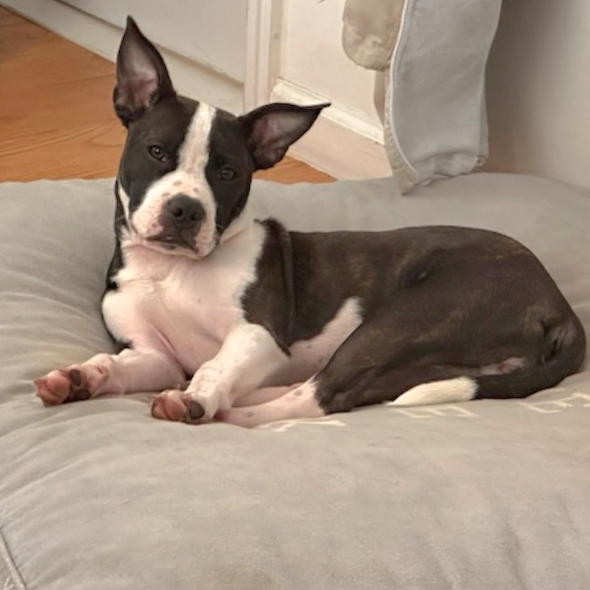 Enlarge Junie, a Adopted Pit Bull Terrier in Bayside, NY image 3/5