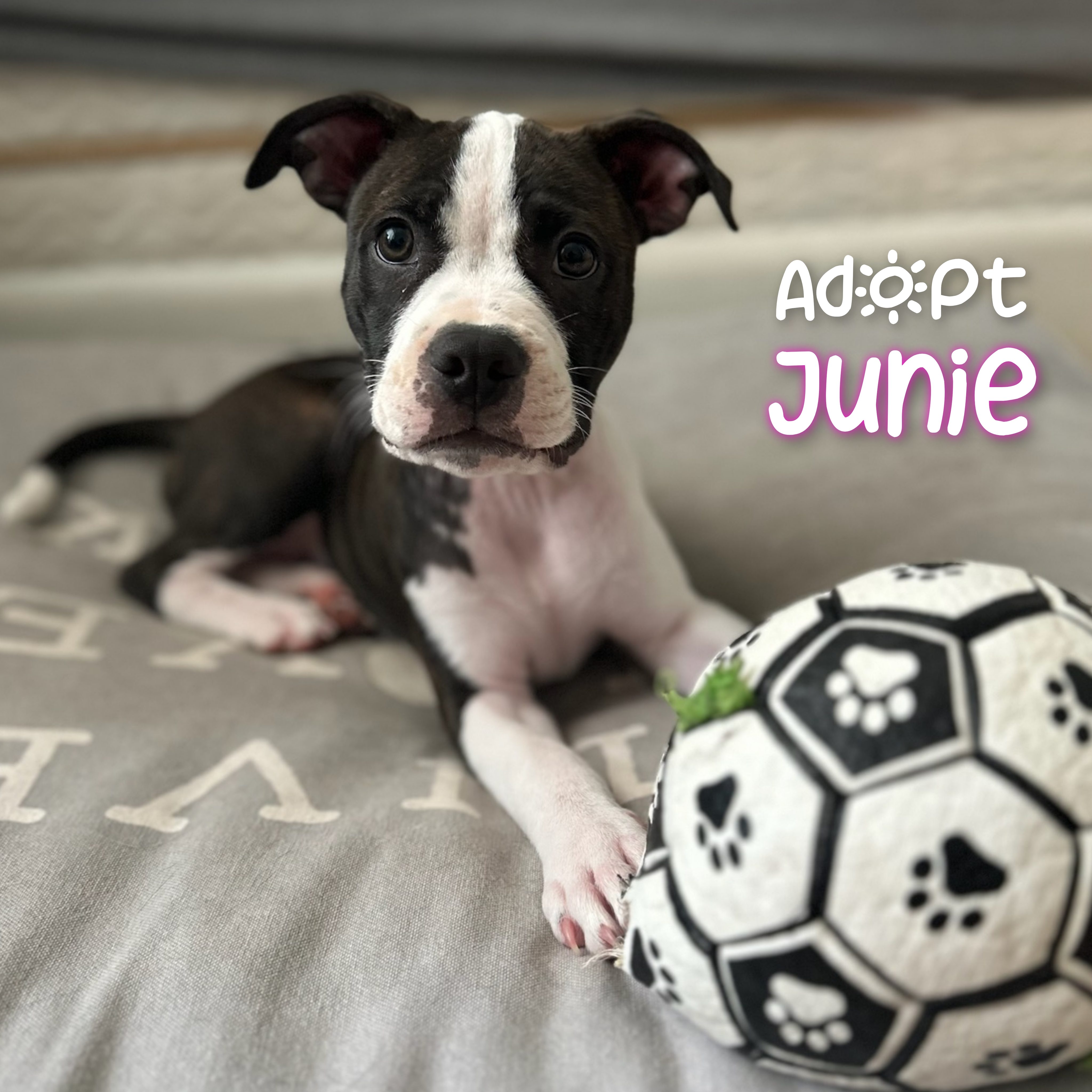 Enlarge Junie, a Adopted Pit Bull Terrier in Bayside, NY image 4/5