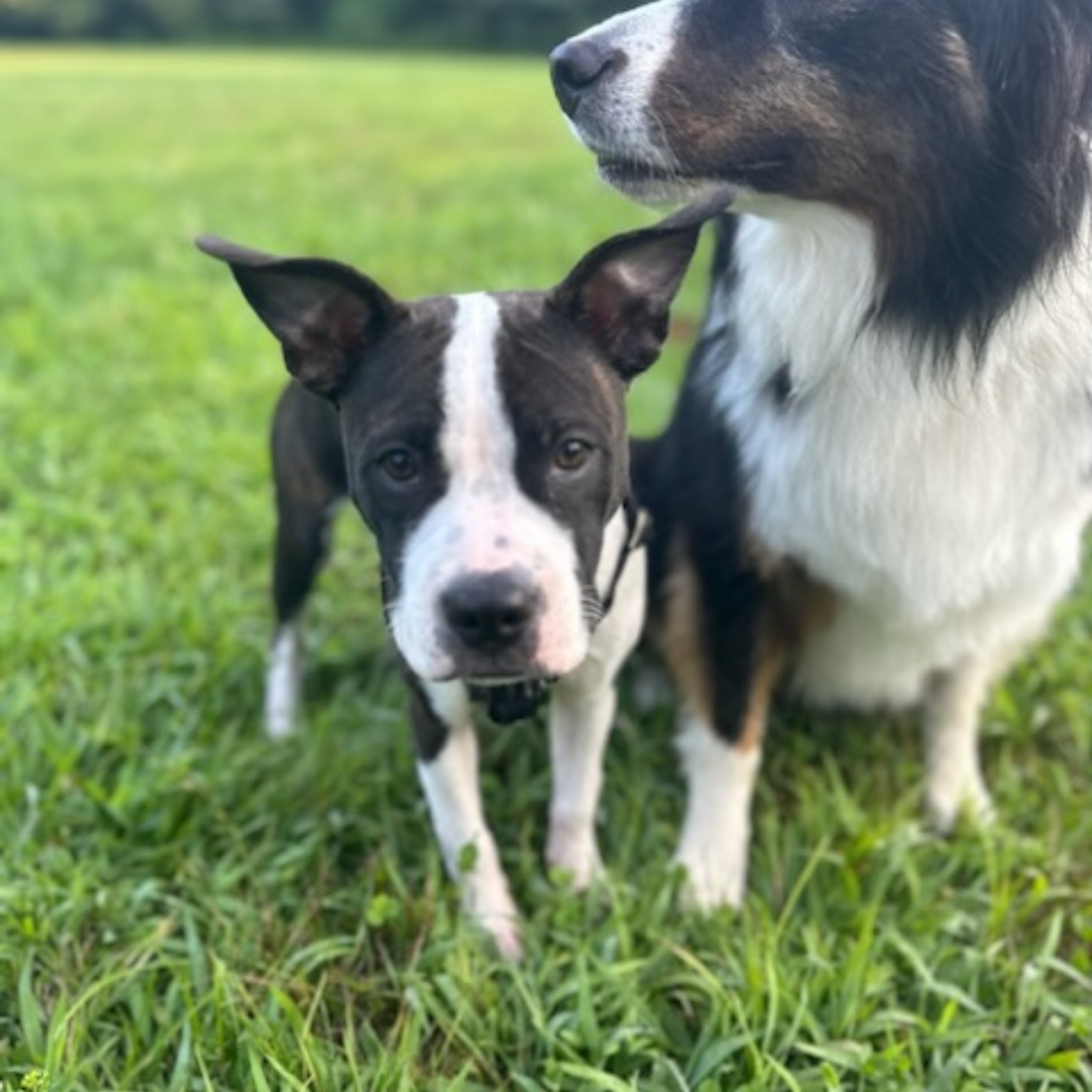 Enlarge Junie, a Adopted Pit Bull Terrier in Bayside, NY image 5/5