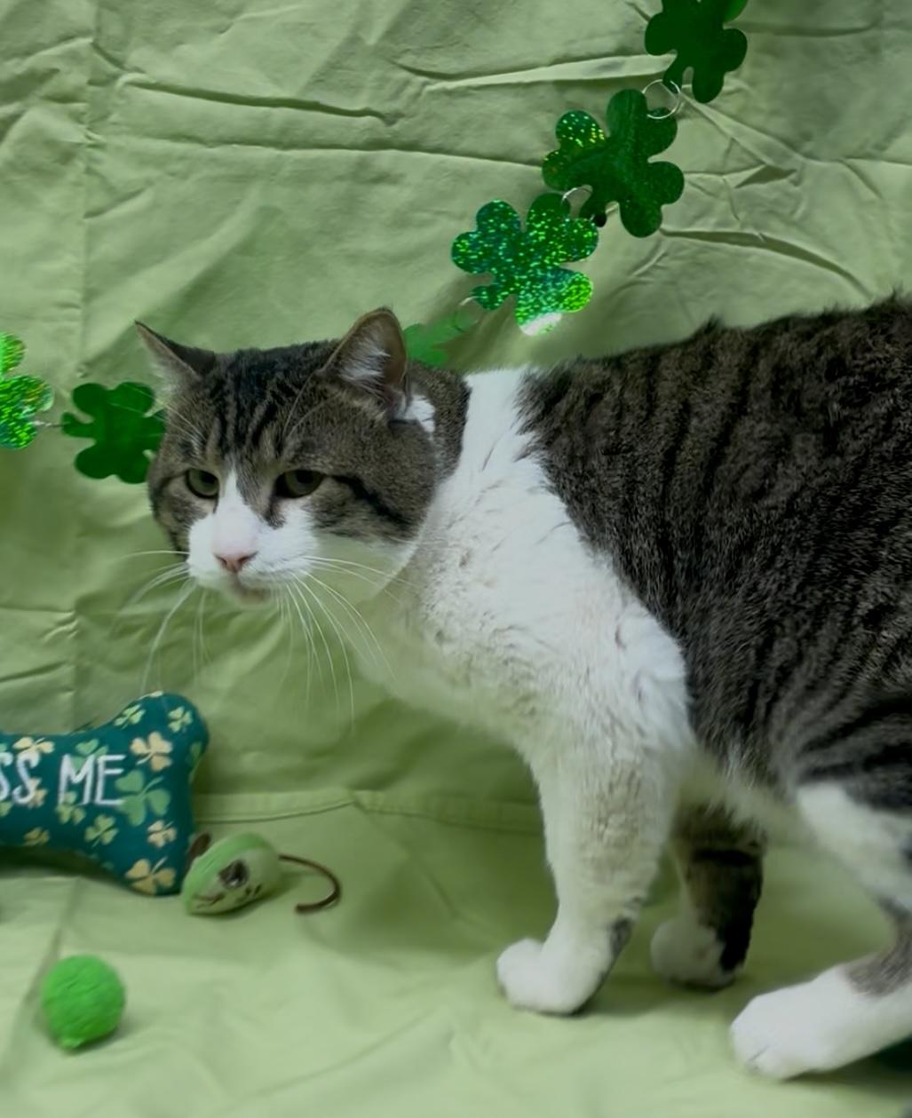 Yeti, adopted, Adult Male Domestic Short Hair.