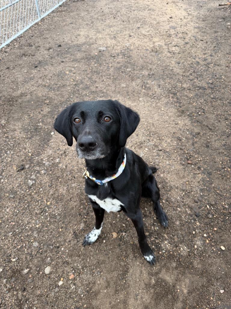 MJ 26-25112, Adoptable, Adult Male Mixed Breed.
