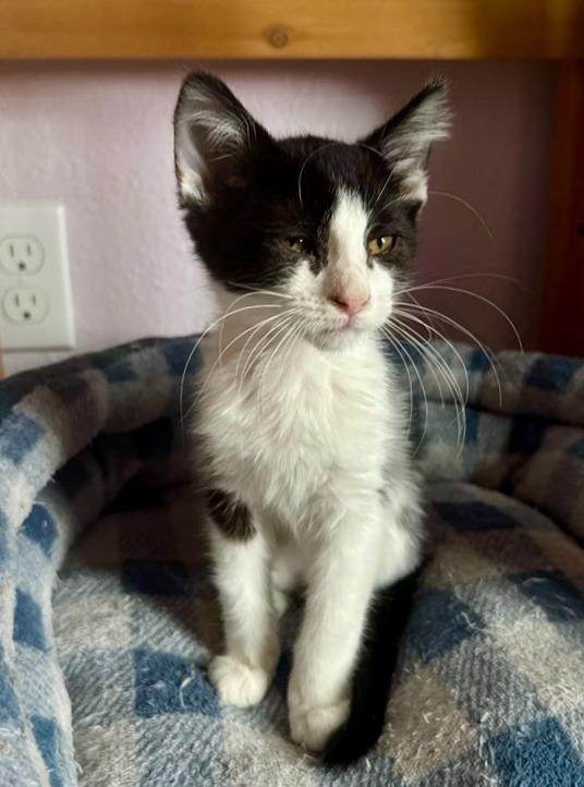 Lucerys, Adoptable, Kitten Male Domestic Short Hair.