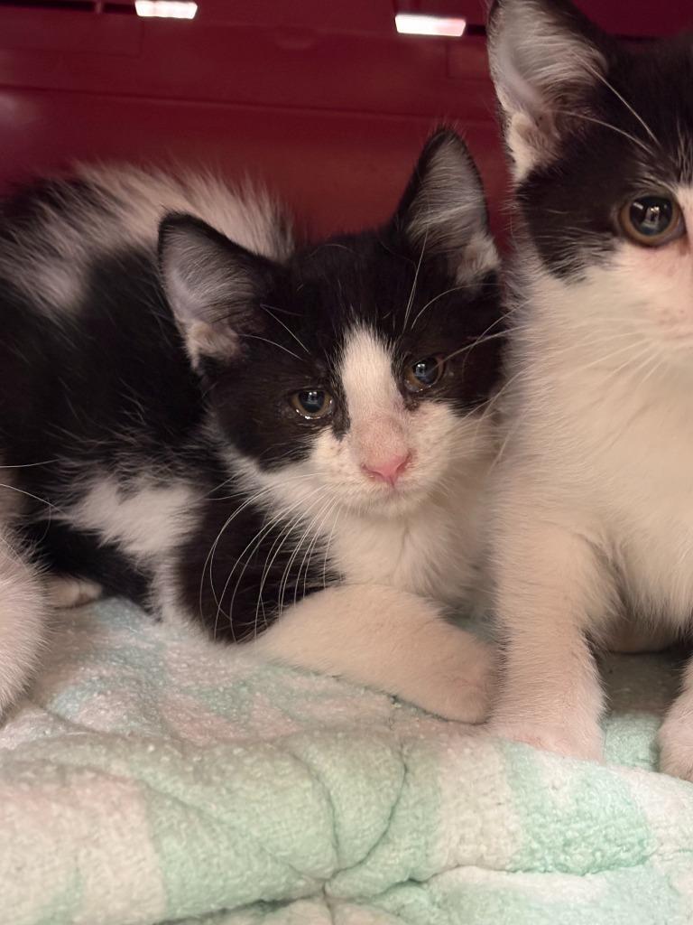 Enlarge Lucerys, a Adoptable mixed breed in Gillette, WY image 2/2