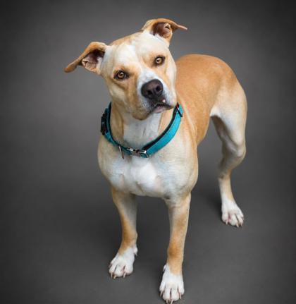 Buddy, Adoptable, Adult Male Labrador Retriever & Pit Bull Terrier.