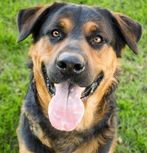 Charlie, Adopted, Young Male German Shepherd Dog.