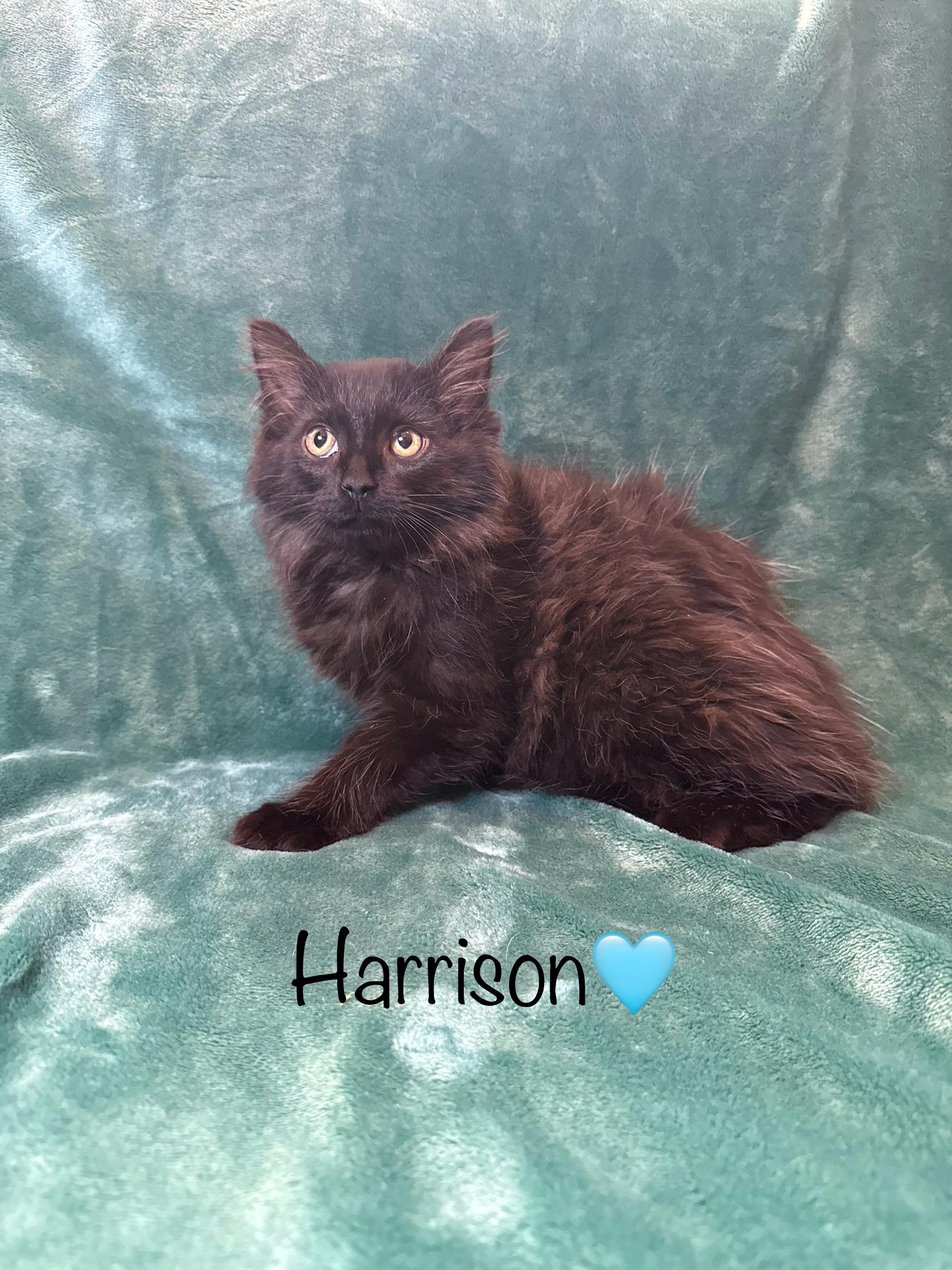 Harrison, Baby Male Domestic Long Hair