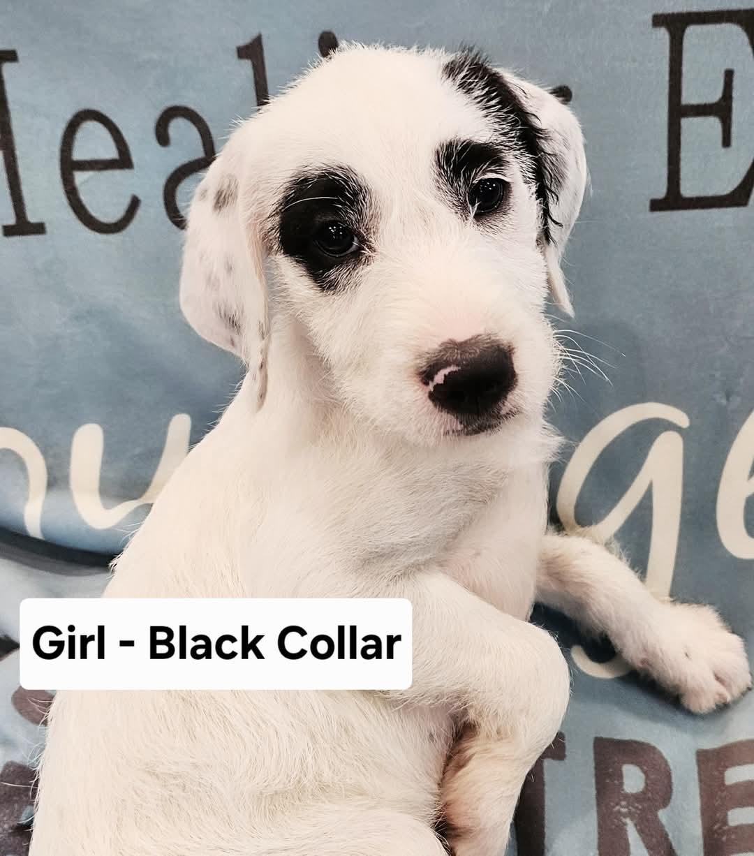 Amelia, an adoptable Labradoodle, English Pointer in Watertown, CT, 06795 | Photo Image 1