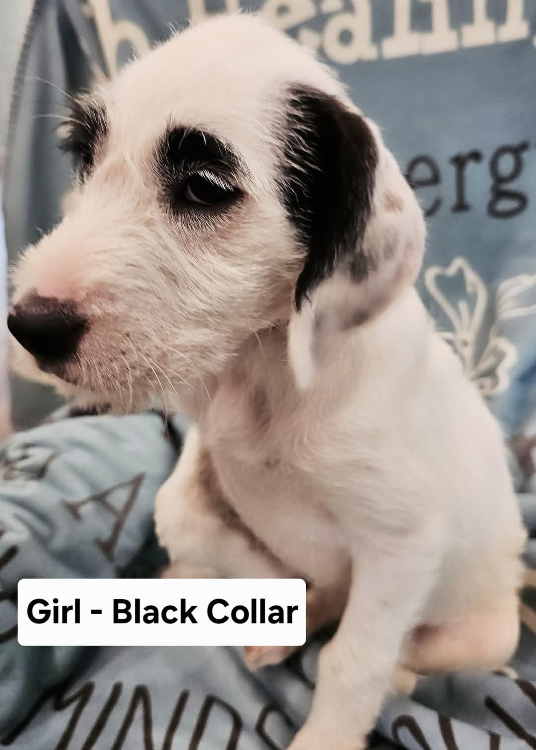 Amelia, an adoptable Labradoodle, English Pointer in Watertown, CT, 06795 | Photo Image 2