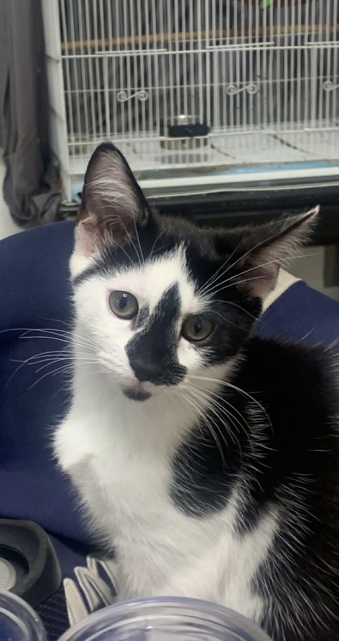 Enlarge Velma and Daphne, a Adoptable Domestic Short Hair in South River, NJ image 1/3