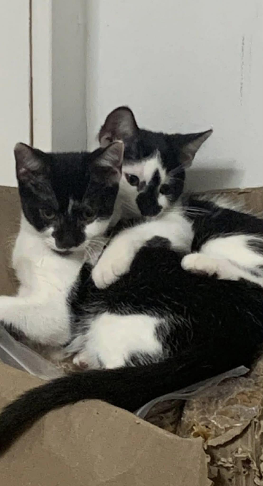 Enlarge Velma and Daphne, a Adoptable Domestic Short Hair in South River, NJ image 2/3