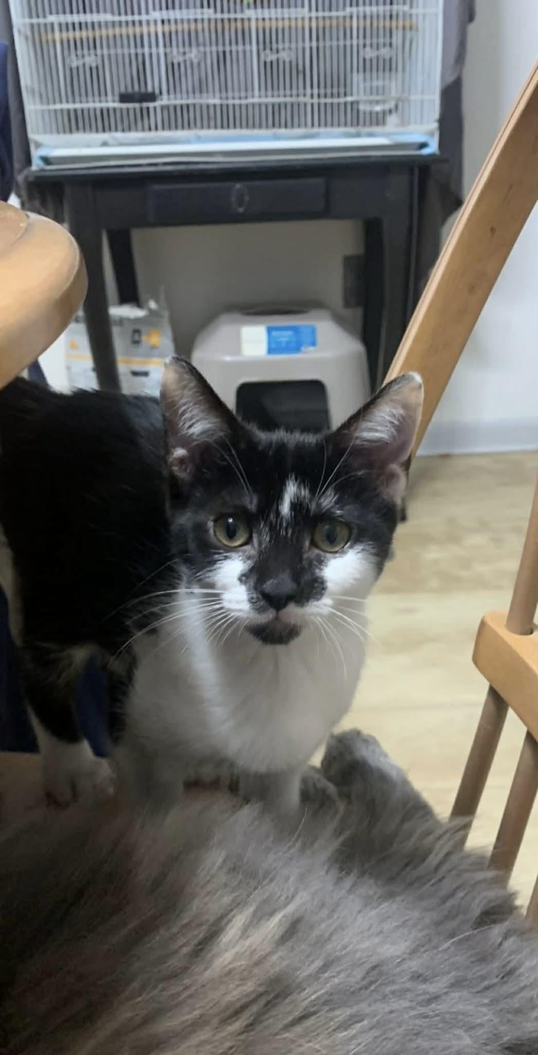 Enlarge Velma and Daphne, a Adoptable Domestic Short Hair in South River, NJ image 3/3