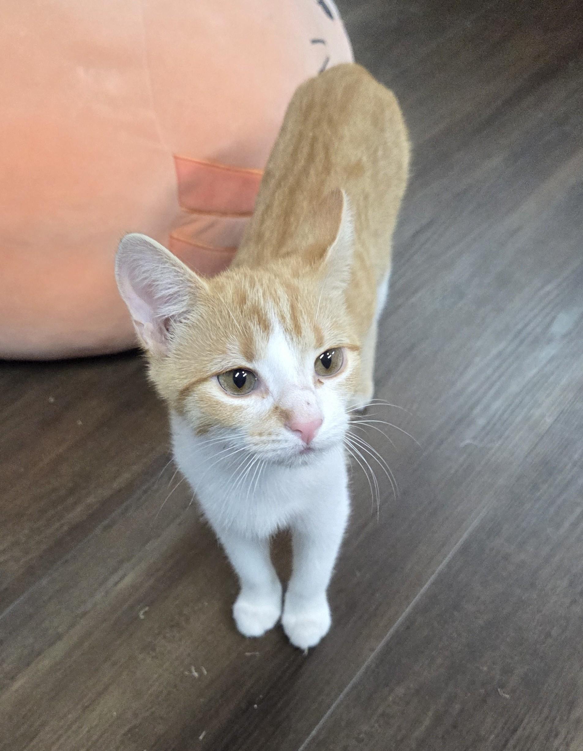 Astrid Apricot Tempest Moonflower