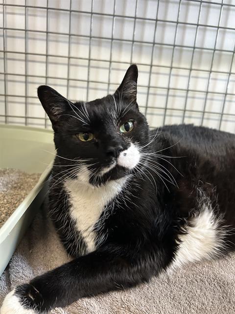 Enlarge GARRY, a Adoptable Domestic Short Hair in London, ON image 1/1