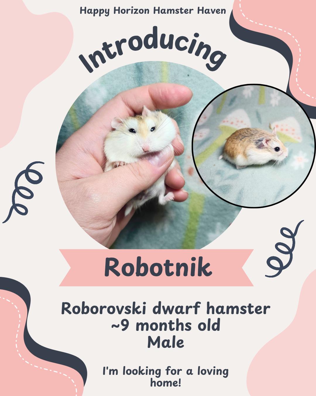 Enlarge Robotnik , a ADOPTABLE Hamster in West Chester, OH image 1/1