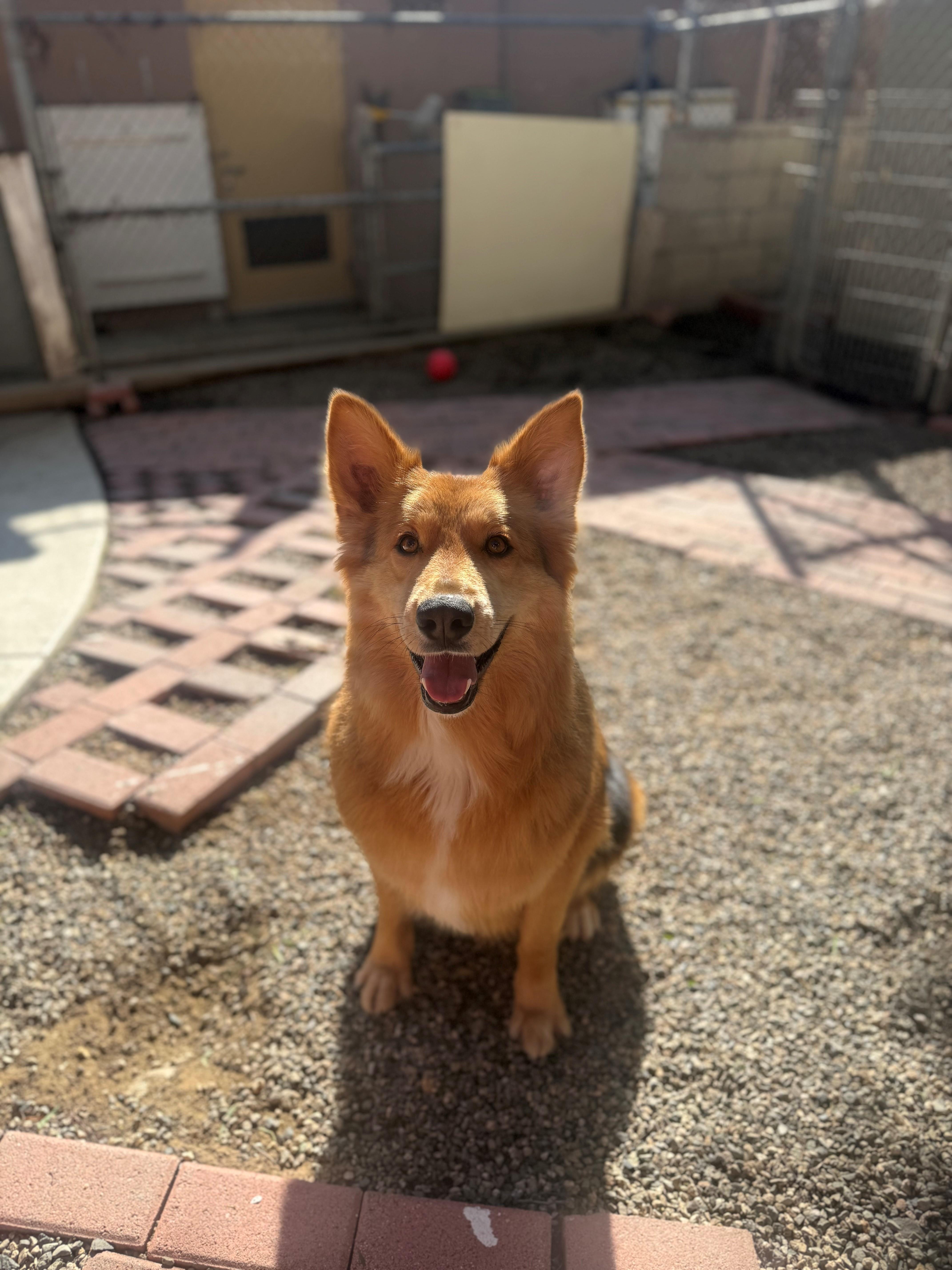 Atlas, ADOPTABLE, Adult Male Australian Shepherd.