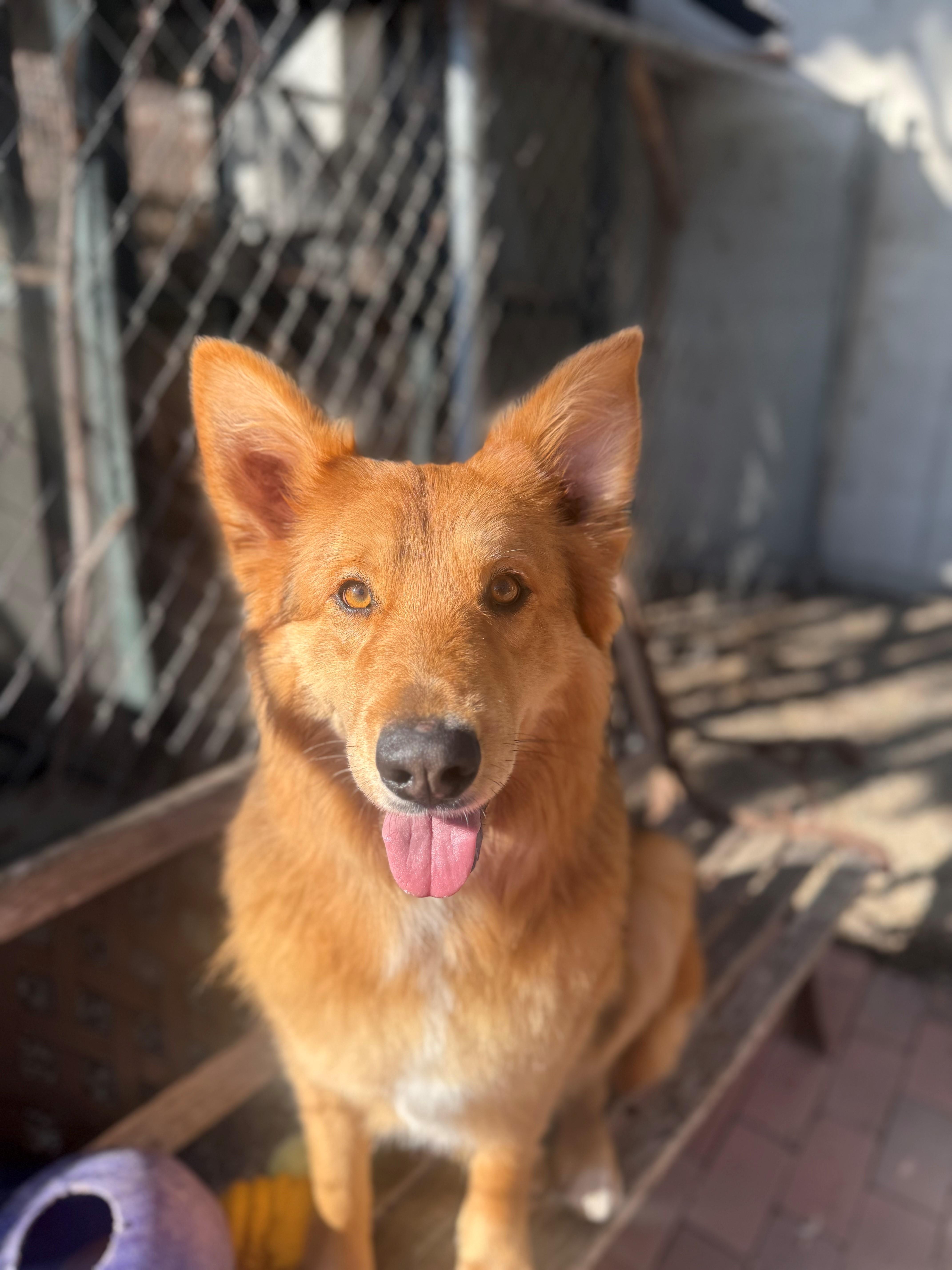 Enlarge Atlas, a ADOPTABLE Australian Shepherd in Laguna Beach, CA image 2/4
