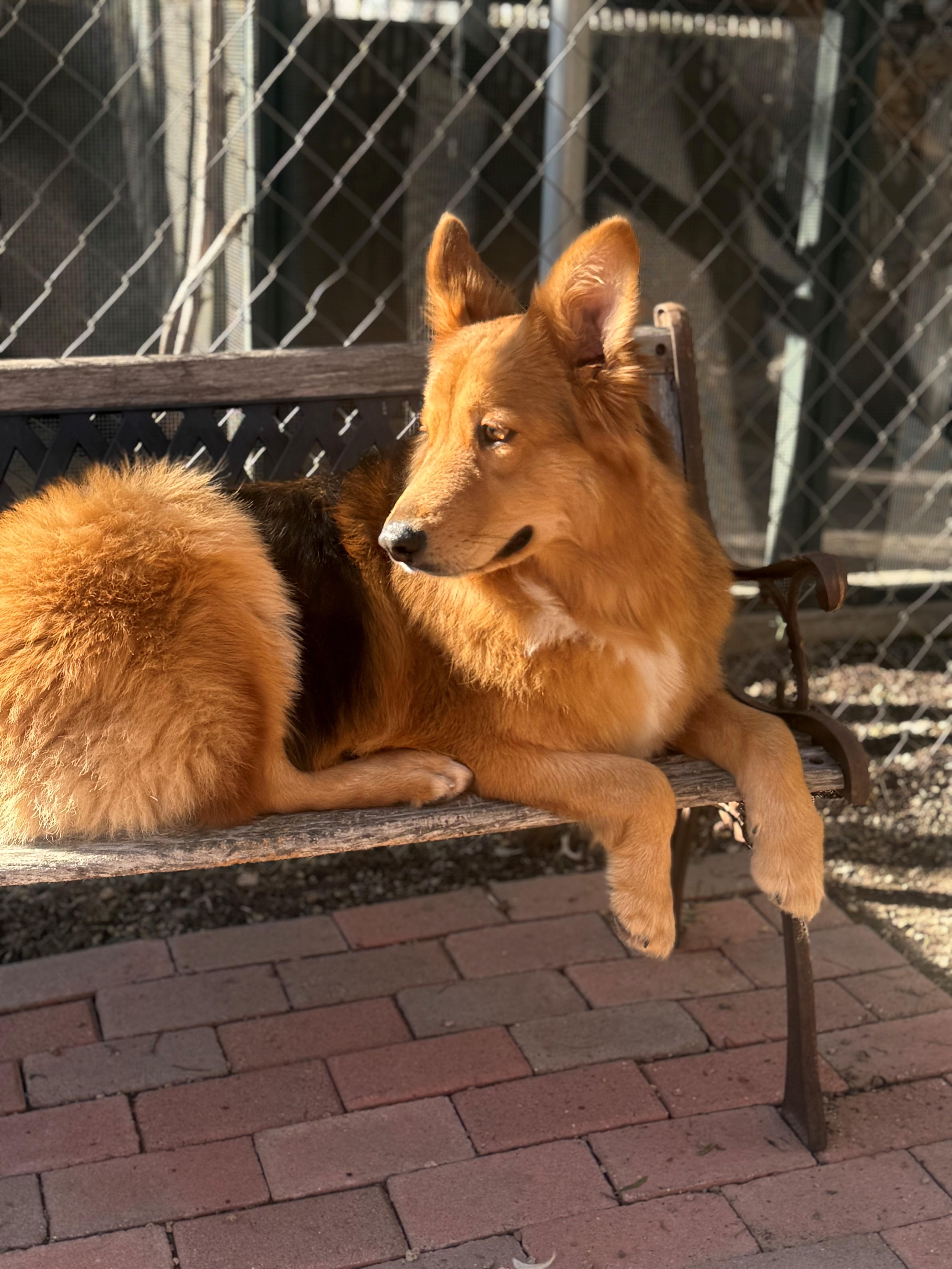 Enlarge Atlas, a ADOPTABLE Australian Shepherd in Laguna Beach, CA image 3/4
