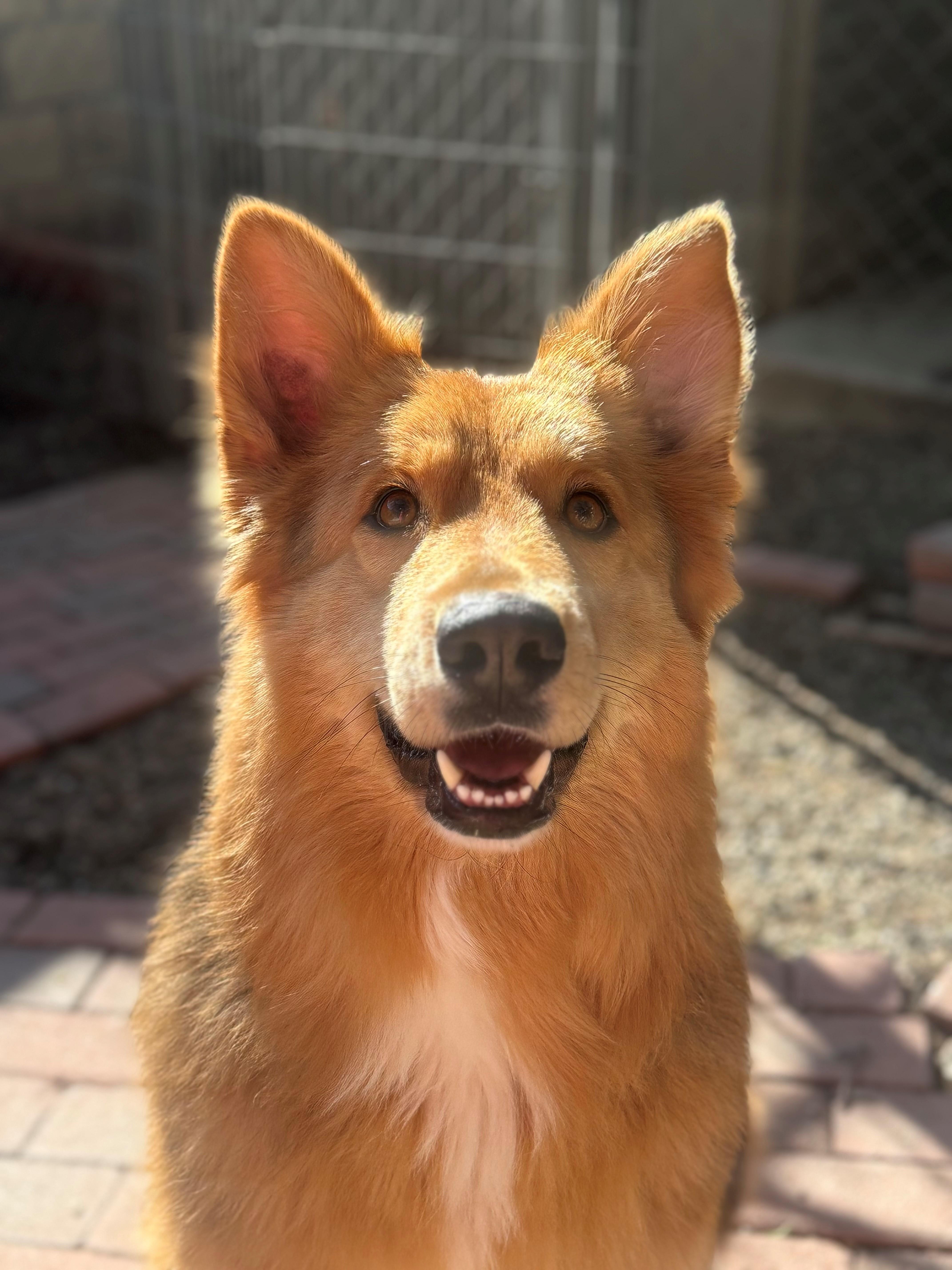 Enlarge Atlas, a ADOPTABLE Australian Shepherd in Laguna Beach, CA image 4/4