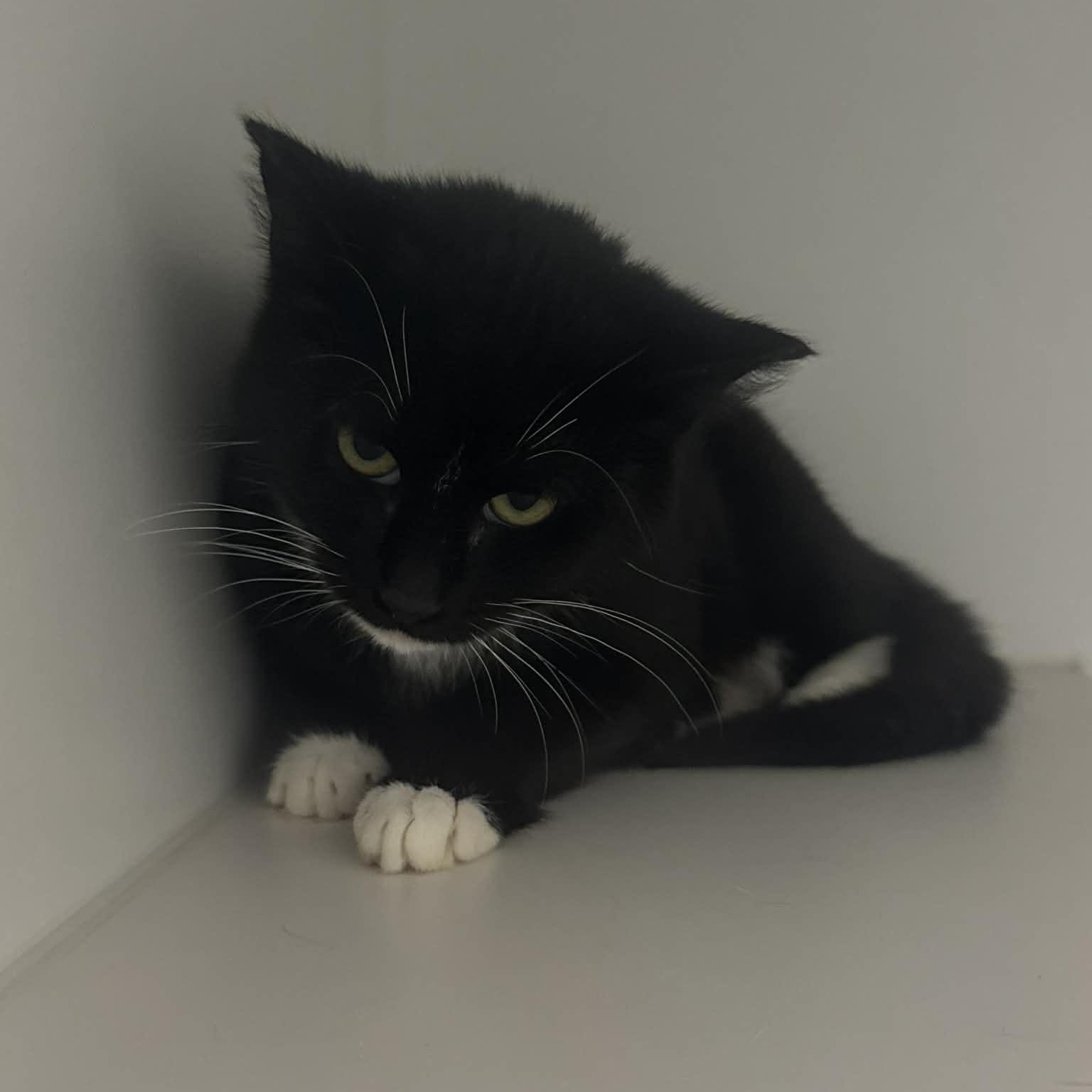 Enlarge Flash--No Adoption Fee, a ADOPTABLE American Shorthair in Danbury, CT image 3/3