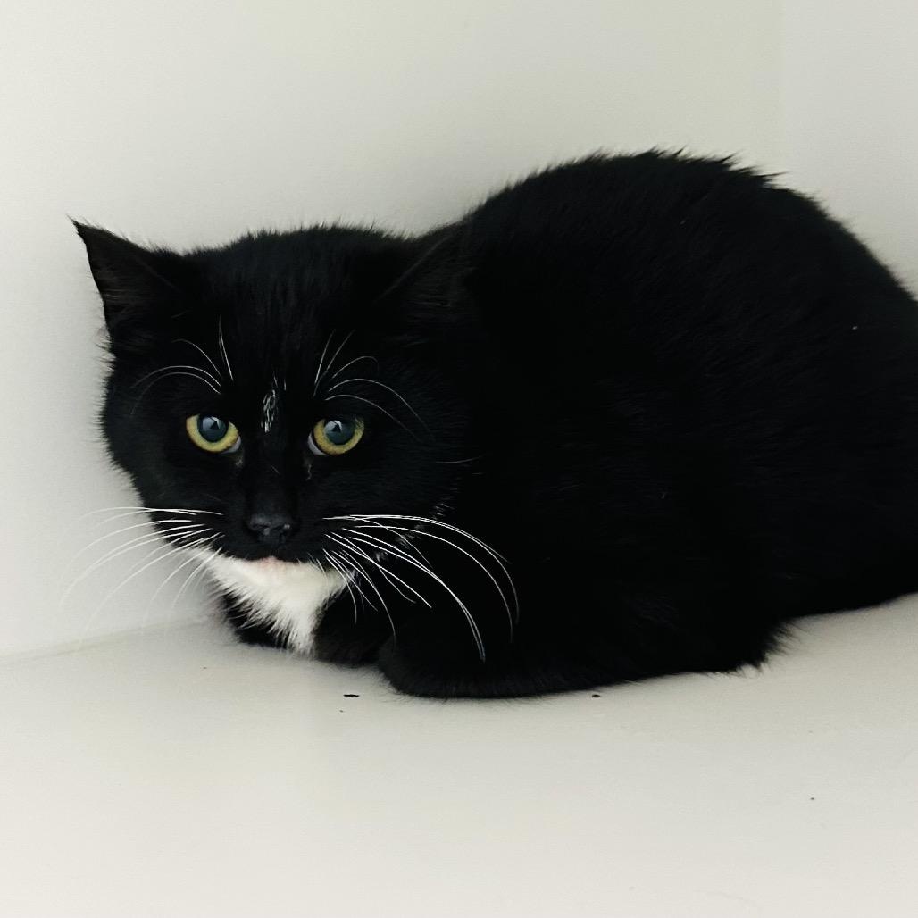 Enlarge Flash--No Adoption Fee, a ADOPTABLE American Shorthair in Danbury, CT image 1/3