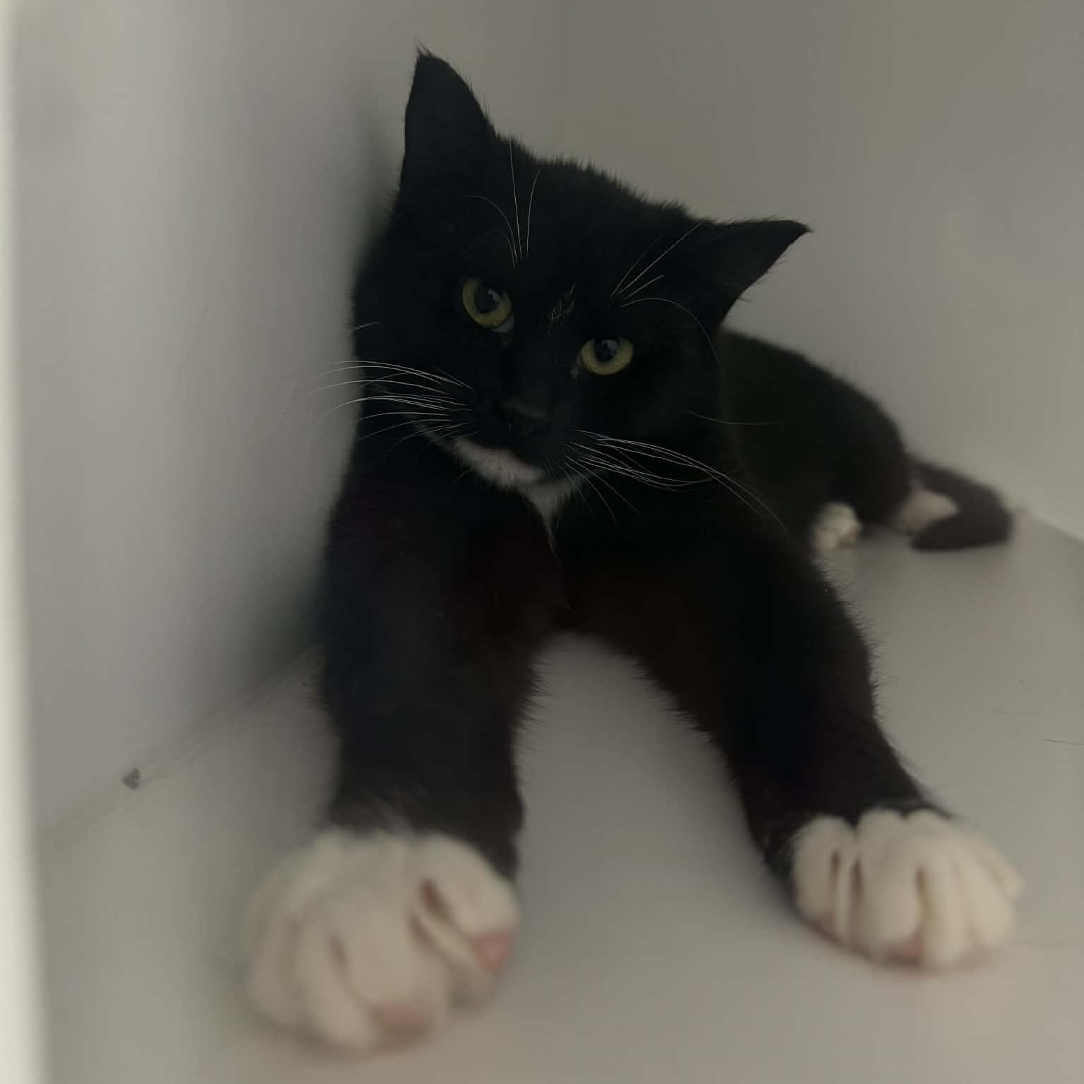 Enlarge Flash--No Adoption Fee, a ADOPTABLE American Shorthair in Danbury, CT image 2/3