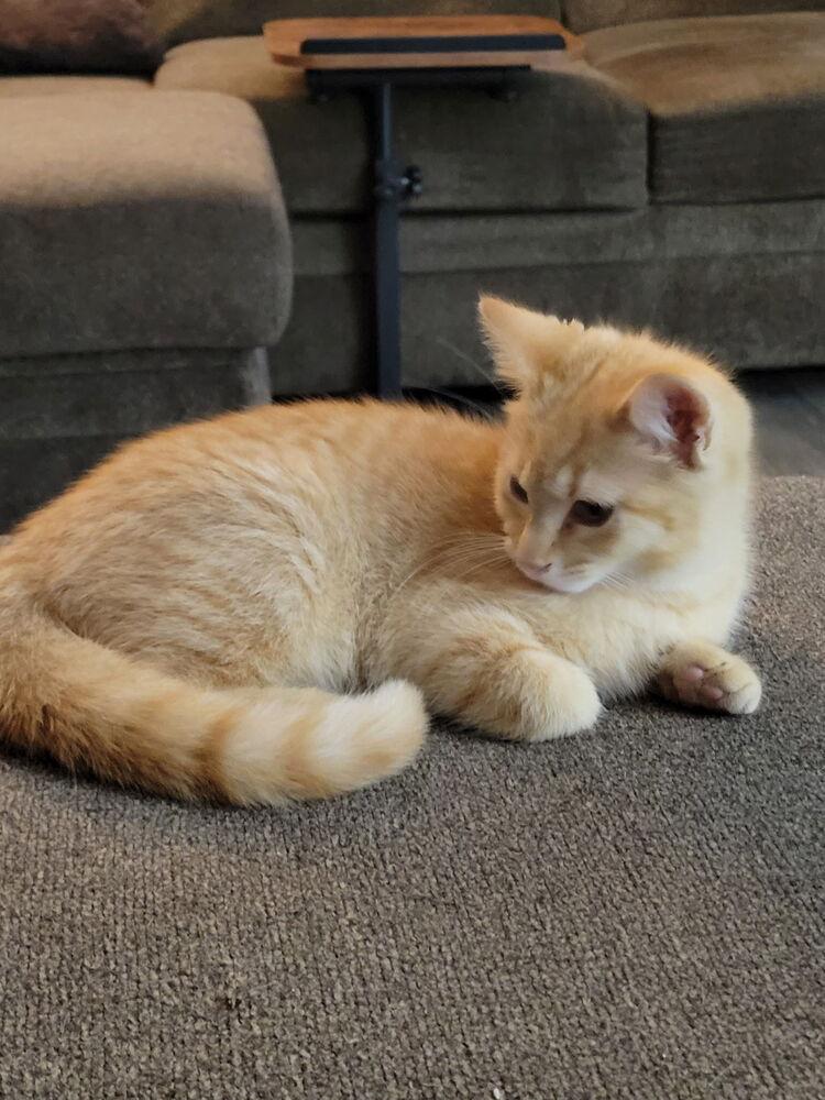 Enlarge Sully, a Adopted Domestic Short Hair in Wendell, NC image 1/2