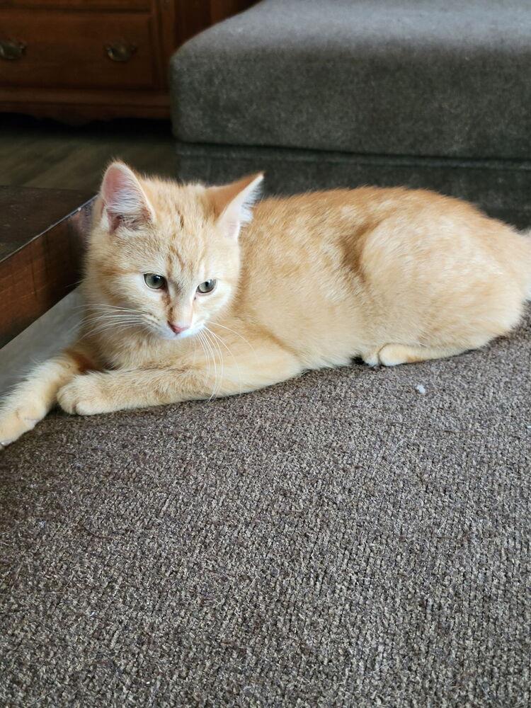 Enlarge Sully, a Adopted Domestic Short Hair in Wendell, NC image 2/2