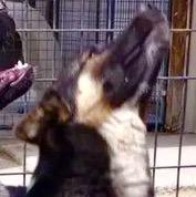 Major right, an adopted mixed breed in San Luis, CO image 1/2