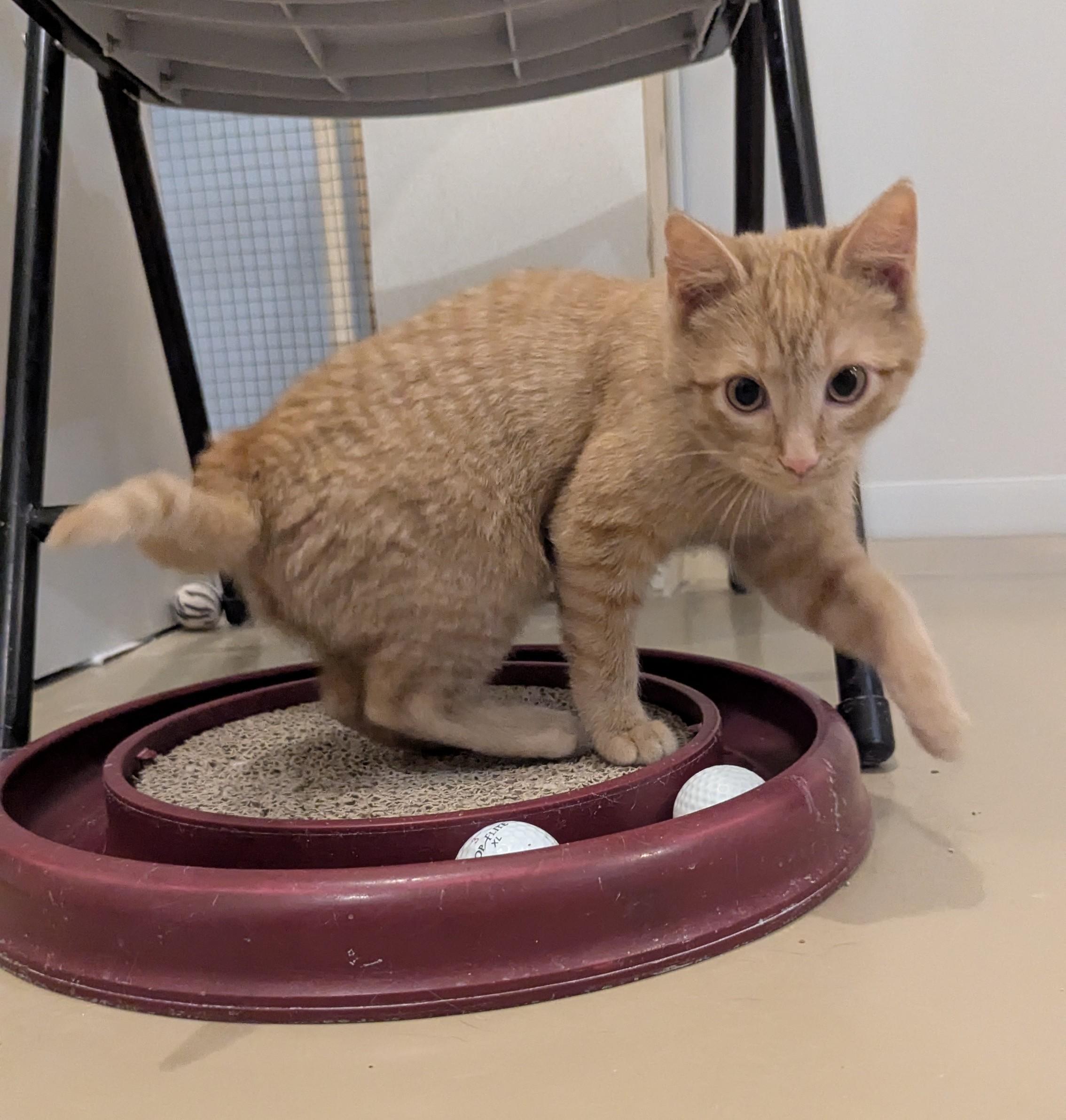 Enlarge NUGGET, a Adoptable Domestic Short Hair in La Crescent, MN image 3/5