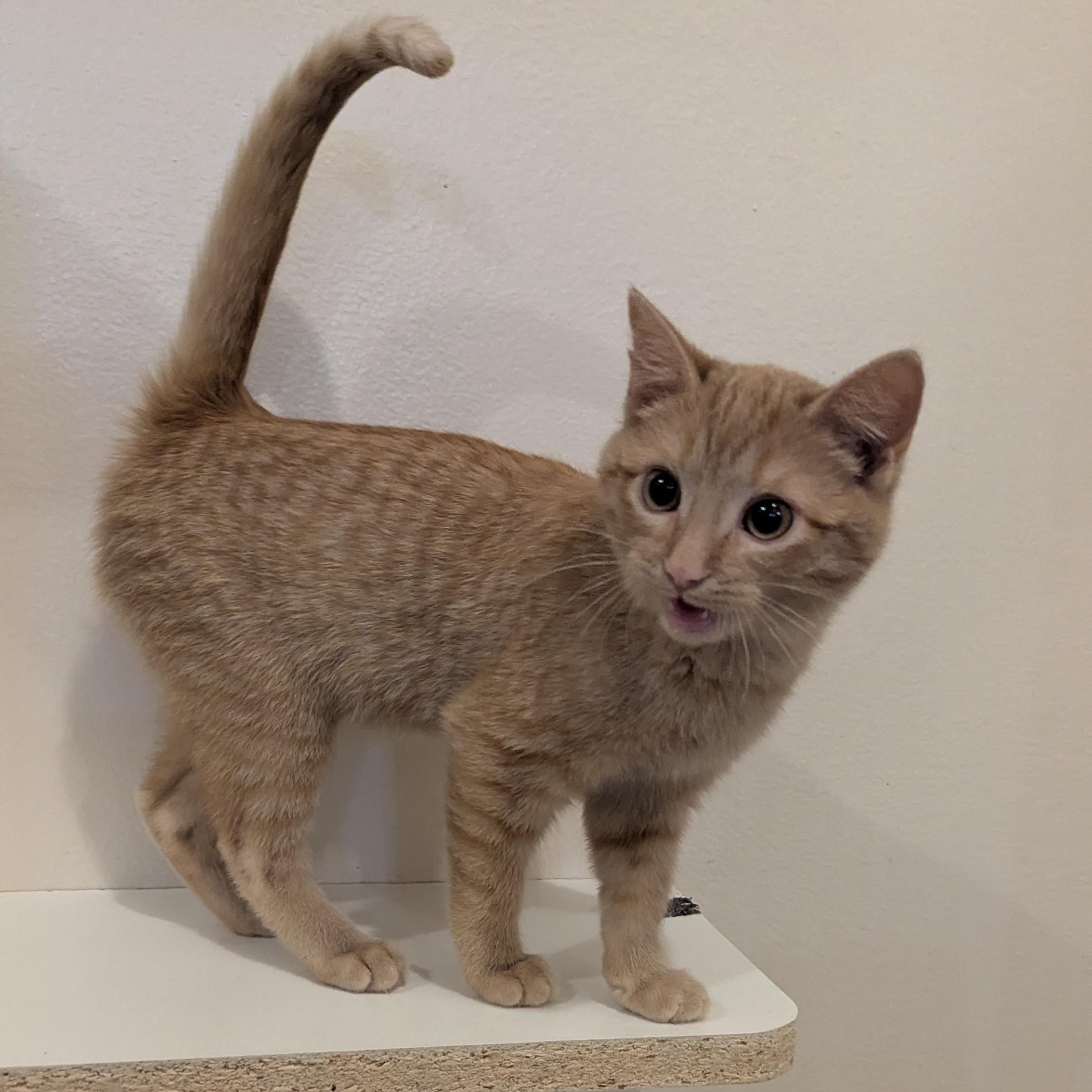 Enlarge NUGGET, a Adoptable Domestic Short Hair in La Crescent, MN image 1/5