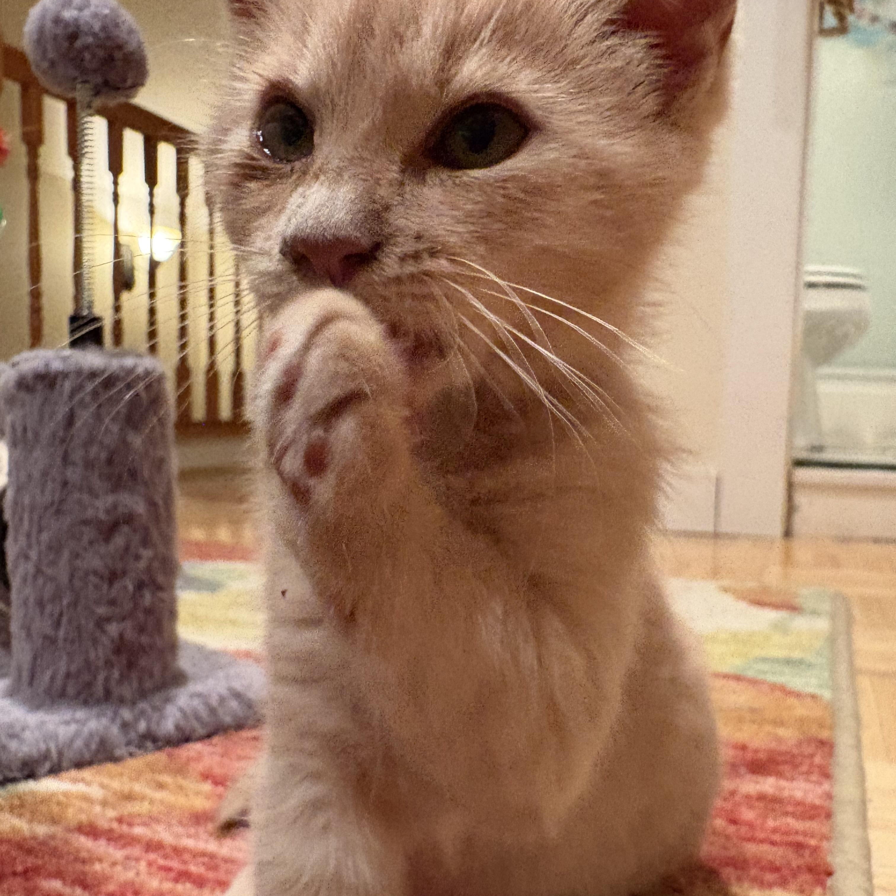 Enlarge NUGGET, a Adoptable Domestic Short Hair in La Crescent, MN image 5/5