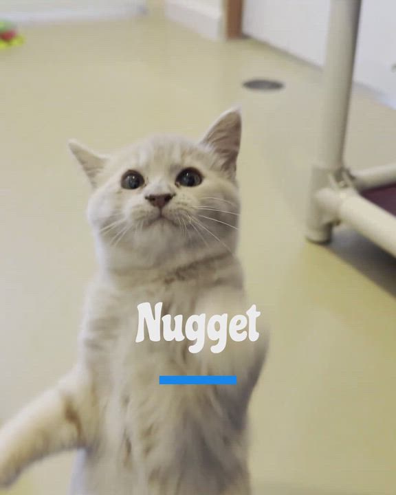 Enlarge NUGGET, a Adoptable Domestic Short Hair in La Crescent, MN video 2/5