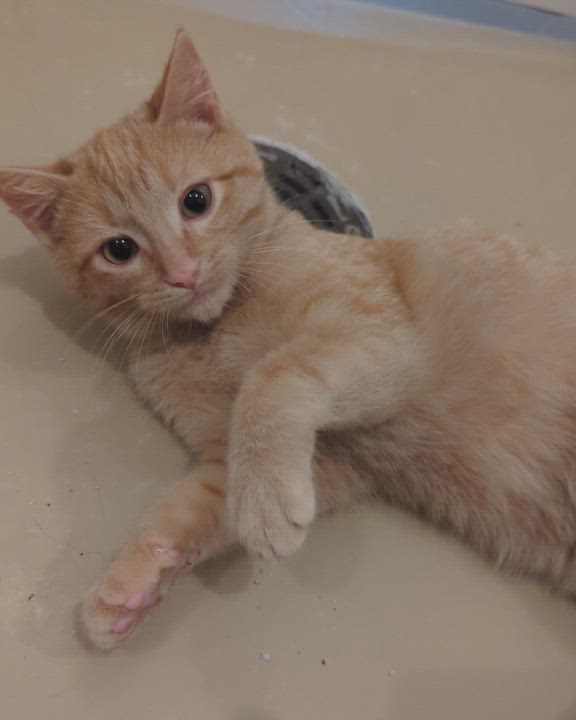 Enlarge NUGGET, a Adoptable Domestic Short Hair in La Crescent, MN video 4/5